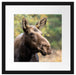 Elch im Wald Passepartout Quadratisch 40x40