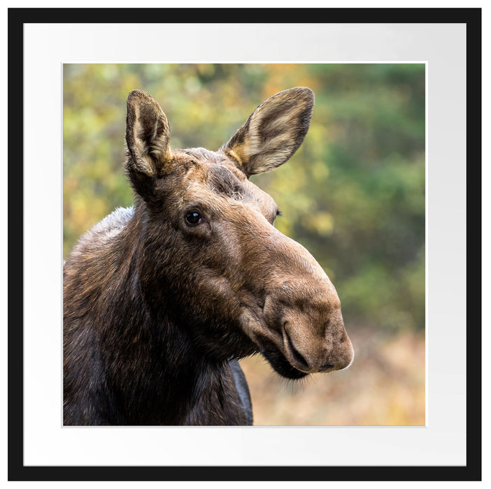 Elch im Wald Passepartout Quadratisch 55x55