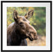 Elch im Wald Passepartout Quadratisch 55x55