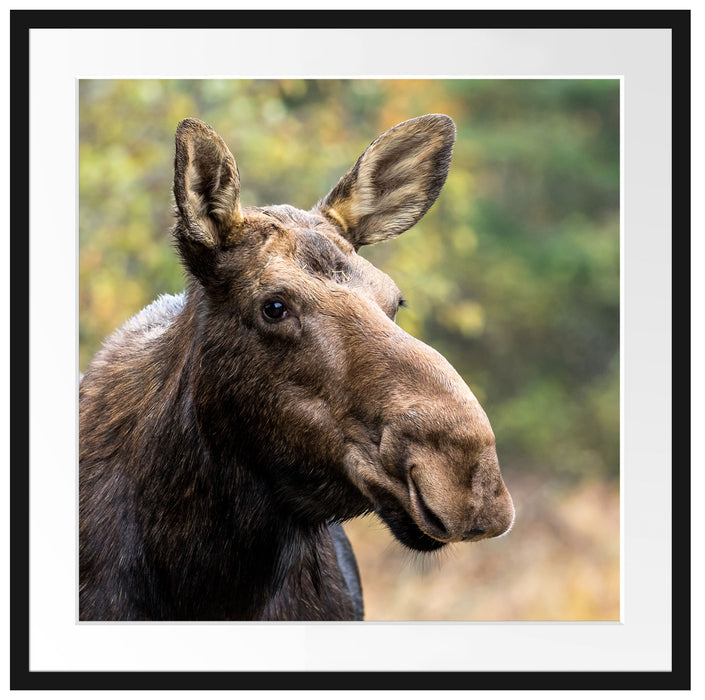Elch im Wald Passepartout Quadratisch 70x70