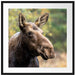 Elch im Wald Passepartout Quadratisch 70x70
