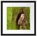 Schleiereule Baumhöhle Passepartout Quadratisch 40x40