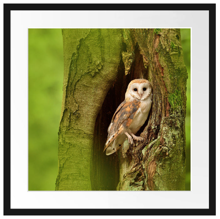 Schleiereule Baumhöhle Passepartout Quadratisch 55x55