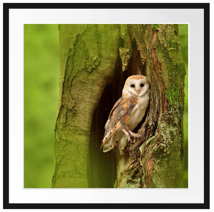 Schleiereule Baumhöhle Passepartout Quadratisch 70x70