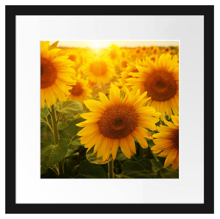 Sonnenblumen auf dem Feld Passepartout Quadratisch 40x40