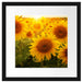 Sonnenblumen auf dem Feld Passepartout Quadratisch 40x40
