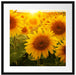 Sonnenblumen auf dem Feld Passepartout Quadratisch 55x55
