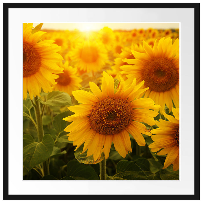 Sonnenblumen auf dem Feld Passepartout Quadratisch 70x70