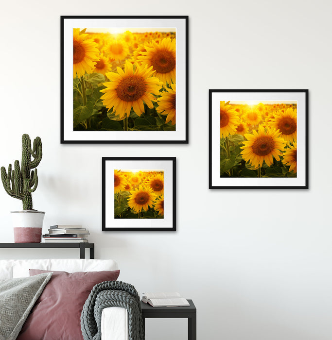 Sonnenblumen auf dem Feld Quadratisch Passepartout Wohnzimmer