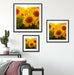 Sonnenblumen auf dem Feld Quadratisch Passepartout Wohnzimmer