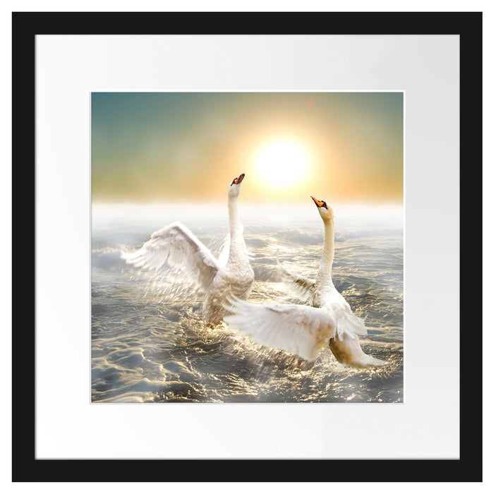 Schwäne im Meer Passepartout Quadratisch 40x40