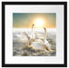 Schwäne im Meer Passepartout Quadratisch 40x40