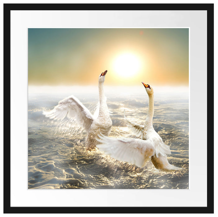 Schwäne im Meer Passepartout Quadratisch 55x55