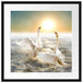 Schwäne im Meer Passepartout Quadratisch 55x55