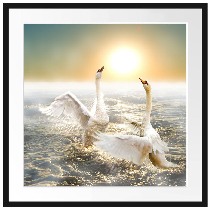 Schwäne im Meer Passepartout Quadratisch 70x70