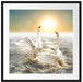 Schwäne im Meer Passepartout Quadratisch 70x70