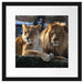 interessiertes Löwenpaar Passepartout Quadratisch 40x40