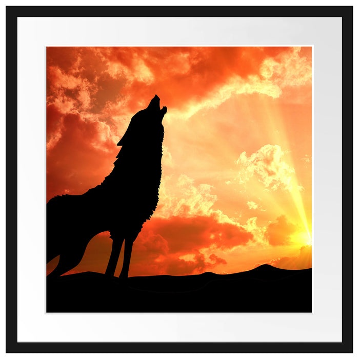 Wolf Heulen Passepartout Quadratisch 55x55