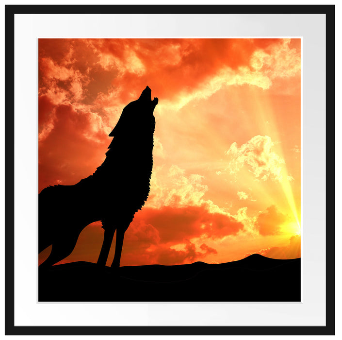 Wolf Heulen Passepartout Quadratisch 70x70