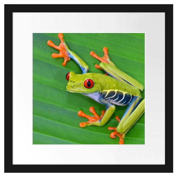 kleiner grüner Frosch auf Blatt Passepartout Quadratisch 40x40