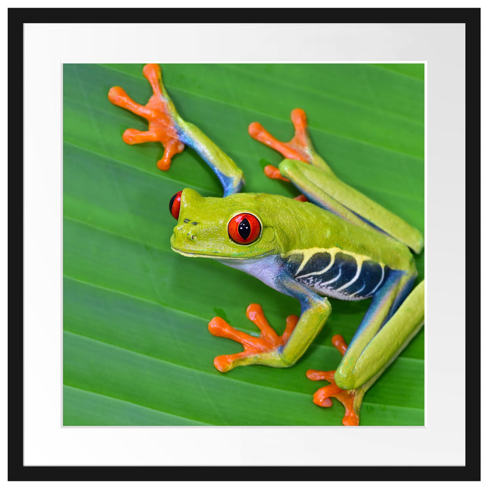 kleiner grüner Frosch auf Blatt Passepartout Quadratisch 55x55
