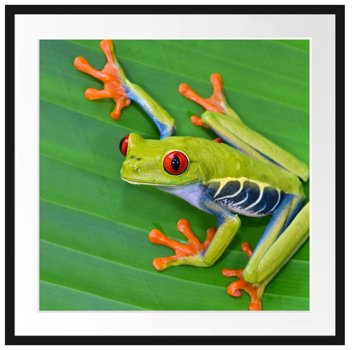 kleiner grüner Frosch auf Blatt Passepartout Quadratisch 70x70