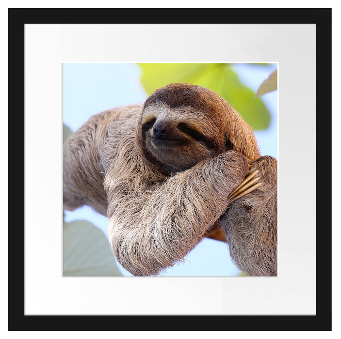 schönes Faultier hängt von Ast Passepartout Quadratisch 40x40