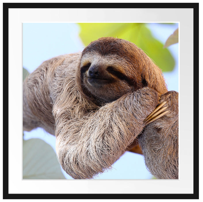 schönes Faultier hängt von Ast Passepartout Quadratisch 70x70