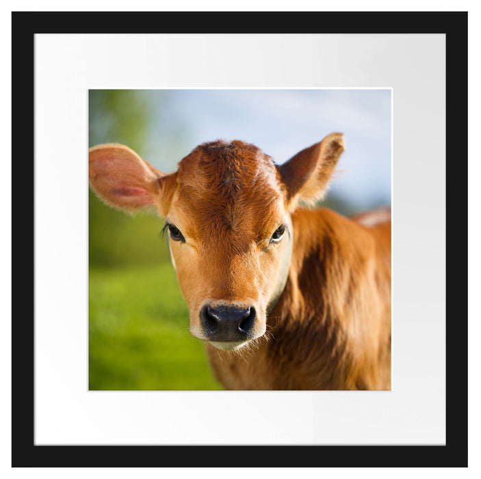 Junge Kuh Kälbchen Passepartout Quadratisch 40x40