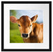 Junge Kuh Kälbchen Passepartout Quadratisch 40x40