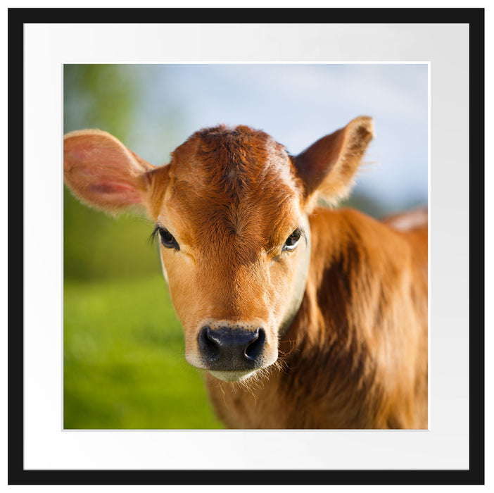 Junge Kuh Kälbchen Passepartout Quadratisch 55x55