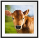 Junge Kuh Kälbchen Passepartout Quadratisch 55x55