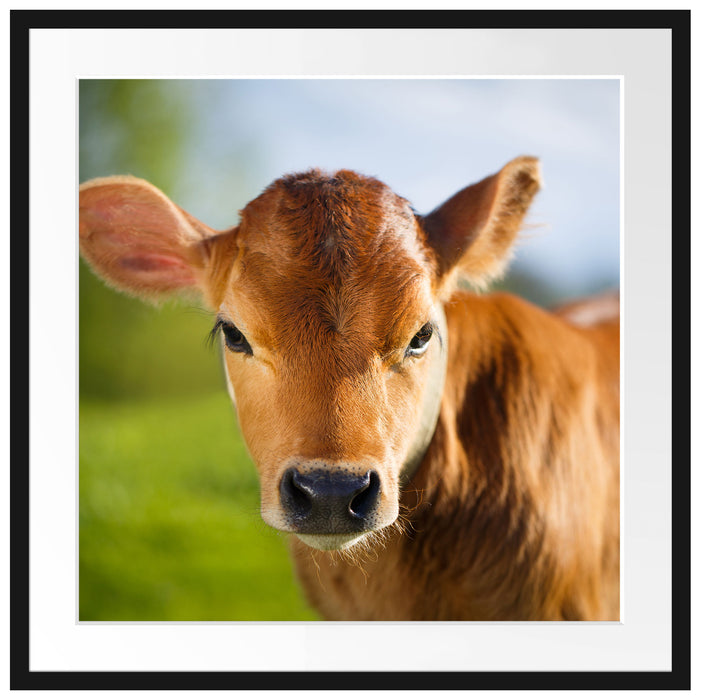 Junge Kuh Kälbchen Passepartout Quadratisch 70x70