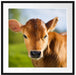 Junge Kuh Kälbchen Passepartout Quadratisch 70x70