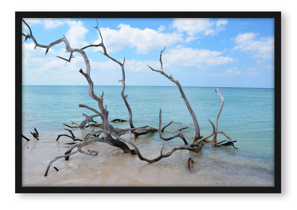Strand mit Treibholz in Kuba, Poster mit Bilderrahmen
