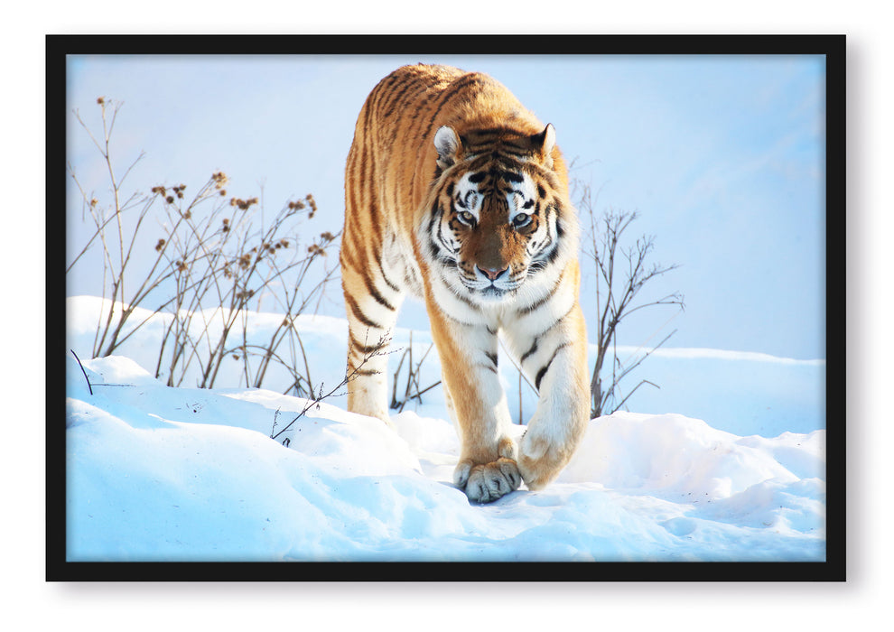Stolzer Tiger im Schnee, Poster mit Bilderrahmen