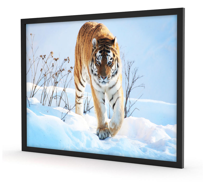 Stolzer Tiger im Schnee, Poster mit Bilderrahmen