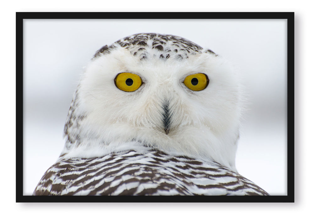 Pixxprint Wachsame Schnee Eule, Poster mit Bilderrahmen