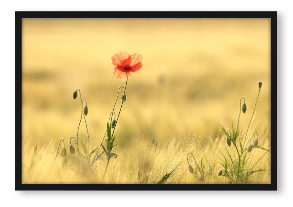 Wunderschöne Mohnblume im Feld, Poster mit Bilderrahmen