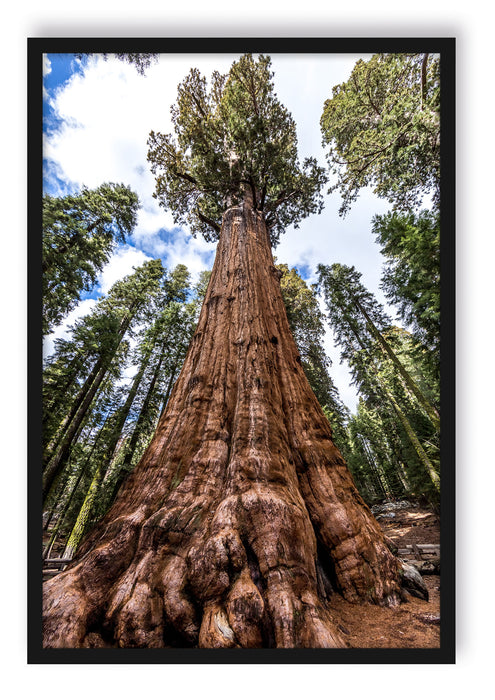 Pixxprint Baum im Regenwald, Poster mit Bilderrahmen