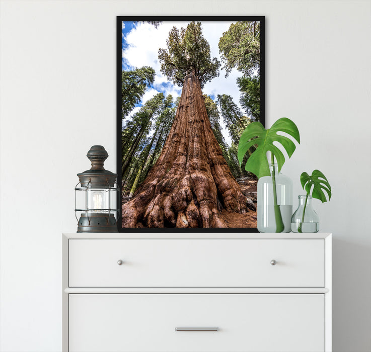 Baum im Regenwald, Poster mit Bilderrahmen