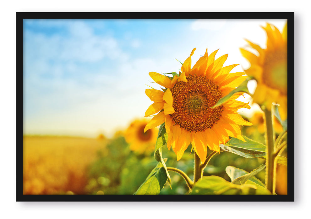 Strahlendes Sonnenblumenfeld, Poster mit Bilderrahmen