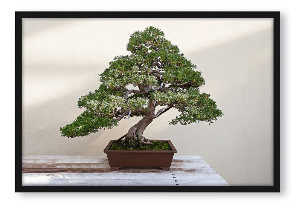 Pixxprint Bonsai Baum, Poster mit Bilderrahmen