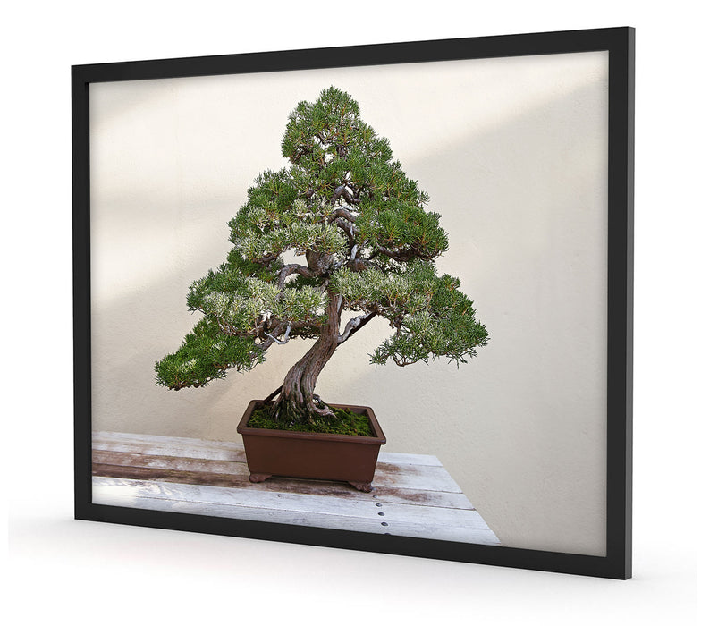 Bonsai Baum, Poster mit Bilderrahmen