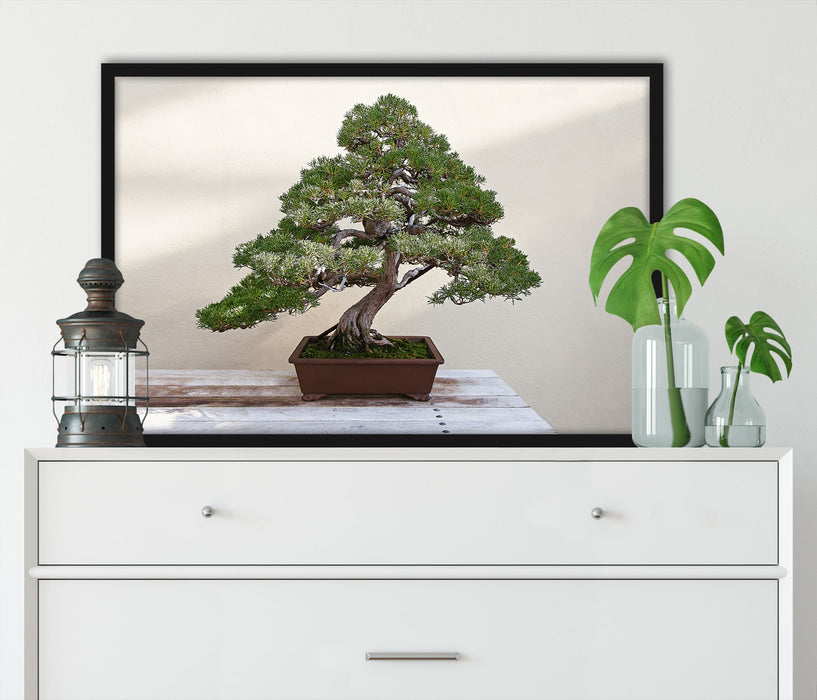 Bonsai Baum, Poster mit Bilderrahmen