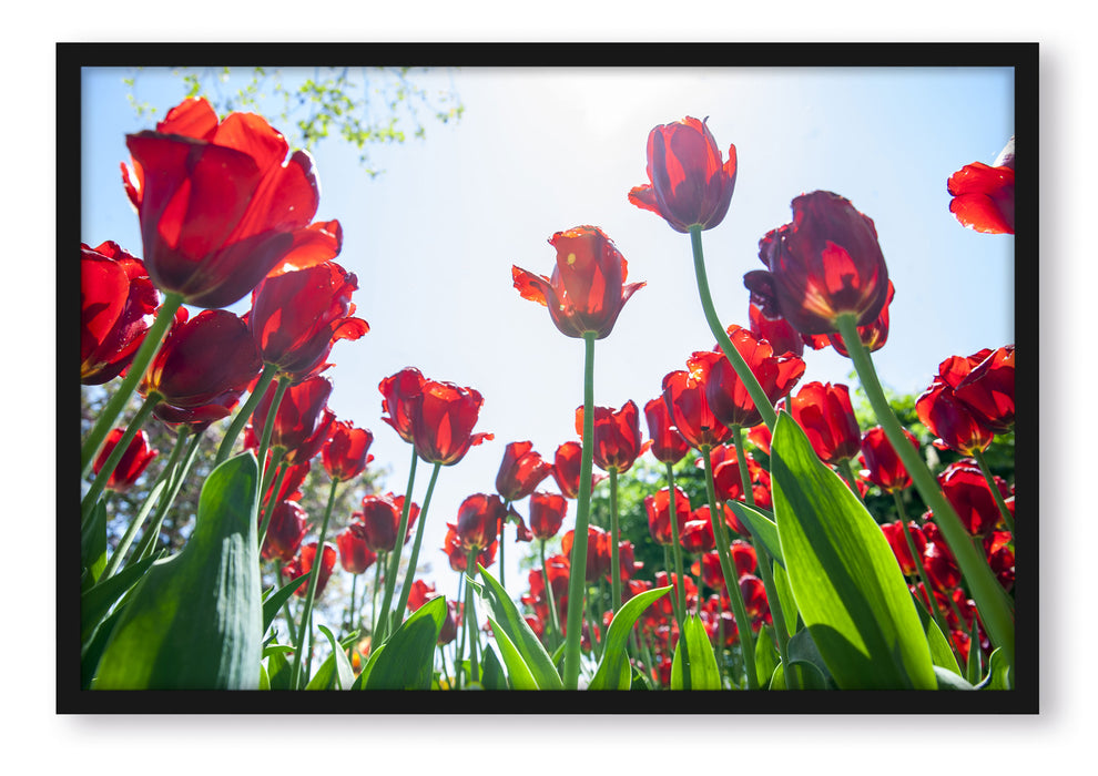 Pixxprint Tulpenfeld, Poster mit Bilderrahmen