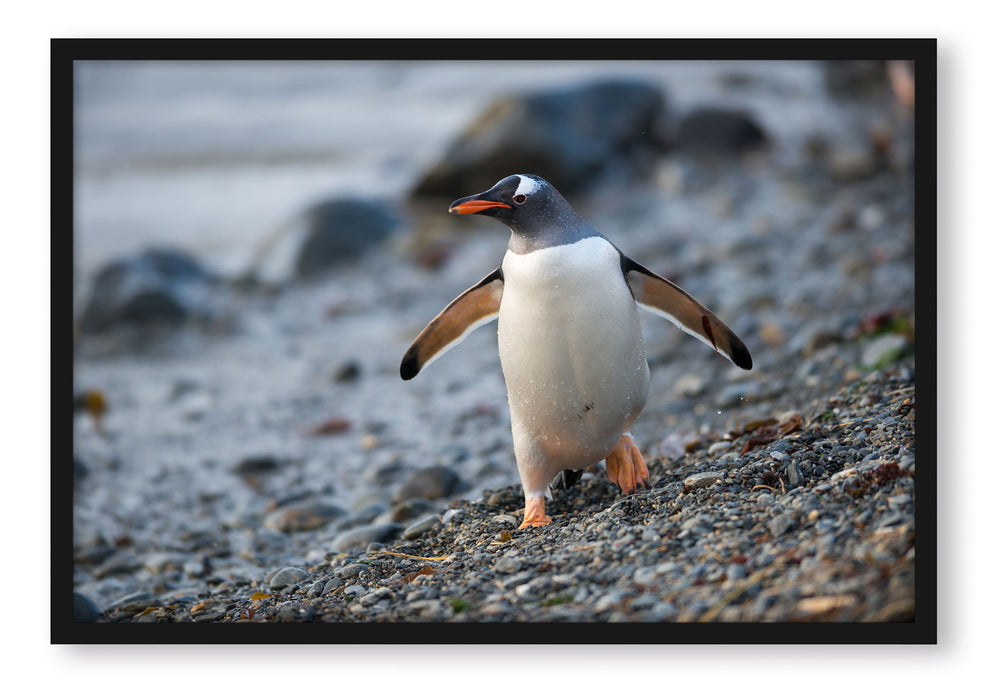 Pixxprint Pinguine, Poster mit Bilderrahmen