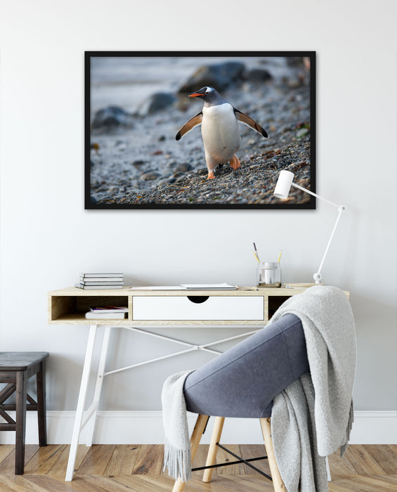 Pinguine, Poster mit Bilderrahmen