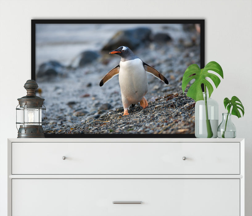 Pinguine, Poster mit Bilderrahmen