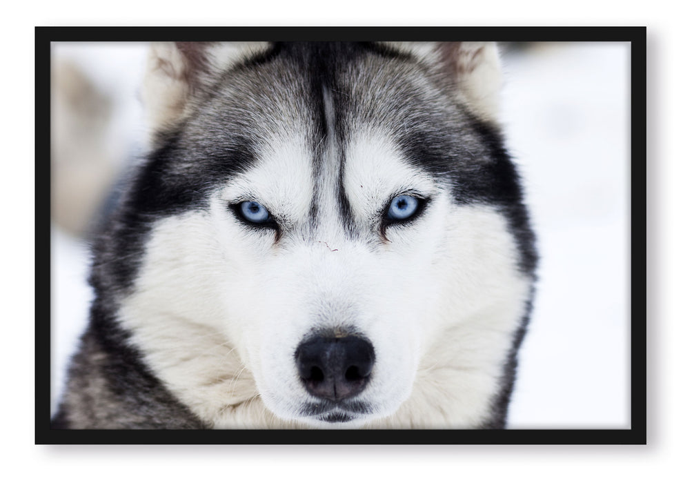 Pixxprint Husky, Poster mit Bilderrahmen